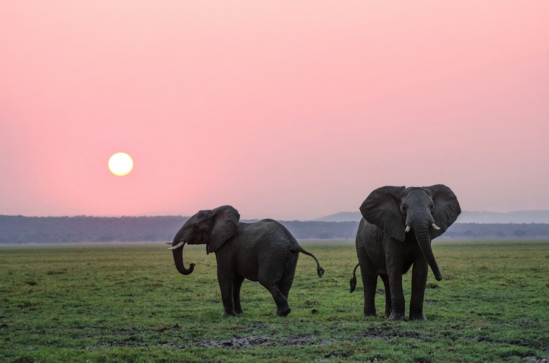 Elephant in the African bush