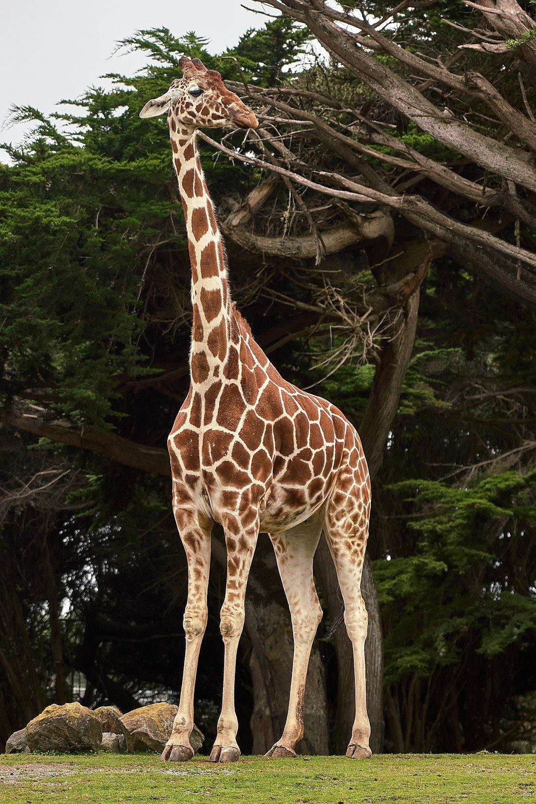 Giraffe in an African wilderness