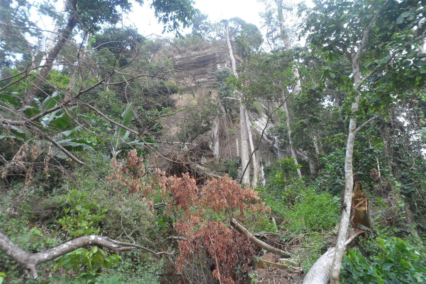 Forest reserve near Kumba, shown as an illustrative forest image