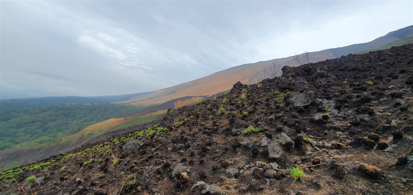 Highland grassland on Mount Cameroon