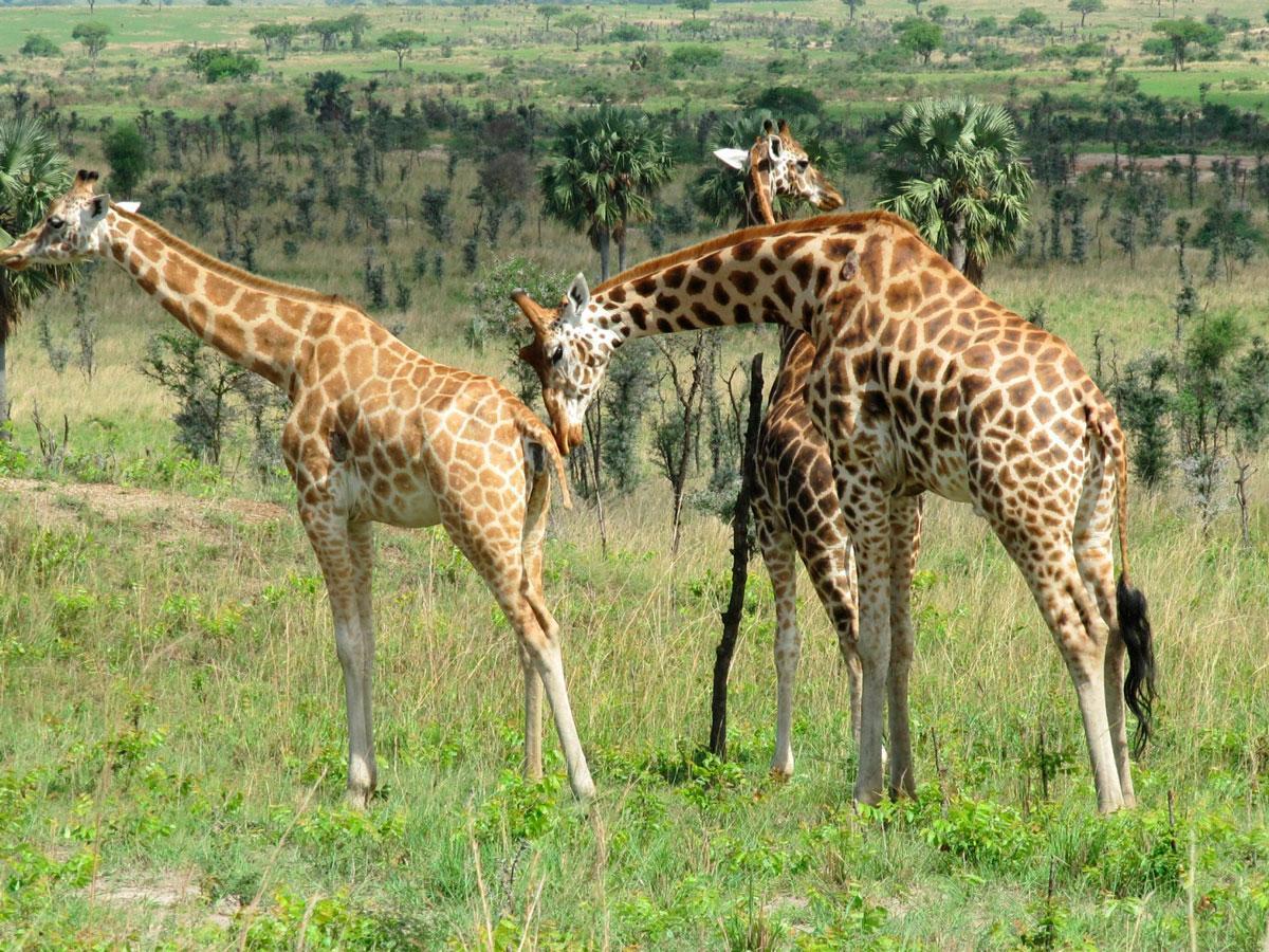 Giraffes in Waza National Park, Cameroon